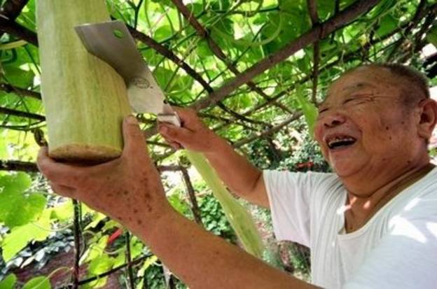 牛衣古柳卖黄瓜_牛衣古柳卖黄瓜_牛衣古柳卖黄瓜