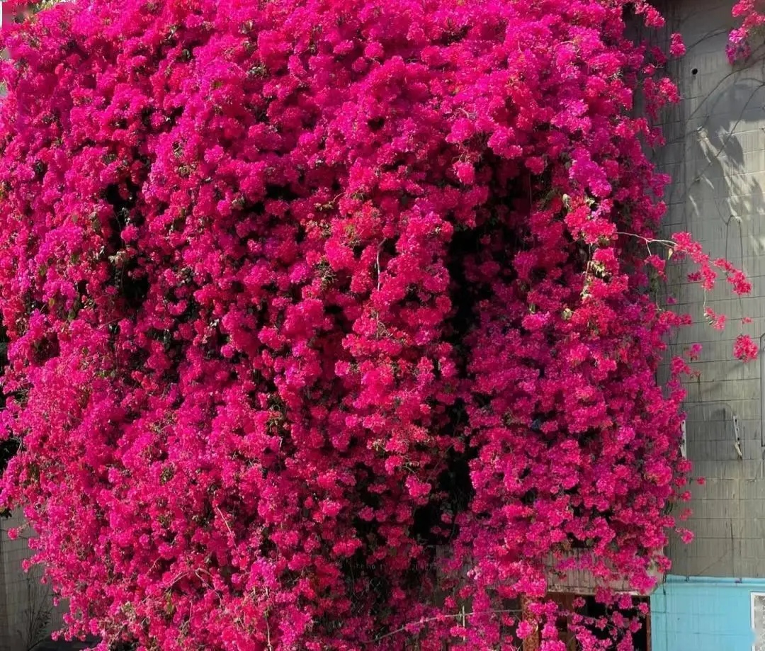 种花游戏赚钱_秘密花园种花游戏_种花游戏