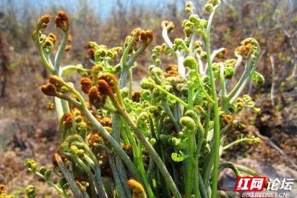 cf幻影复仇者_复仇者幻影哪个性能好_复仇者幻影堕天使哪个好
