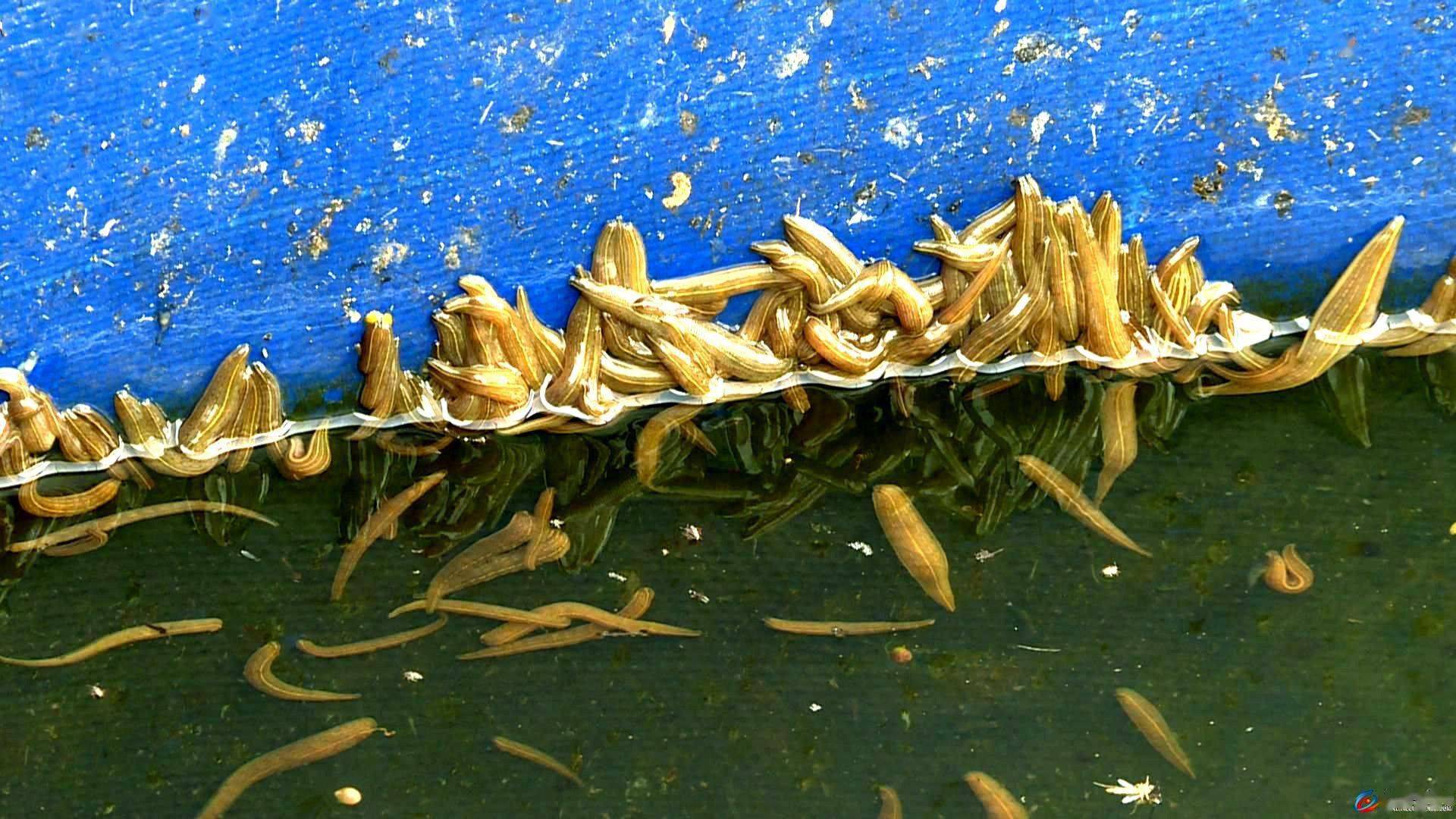 网游高手小说_网游高手纯洁_《网游之别样高手》
