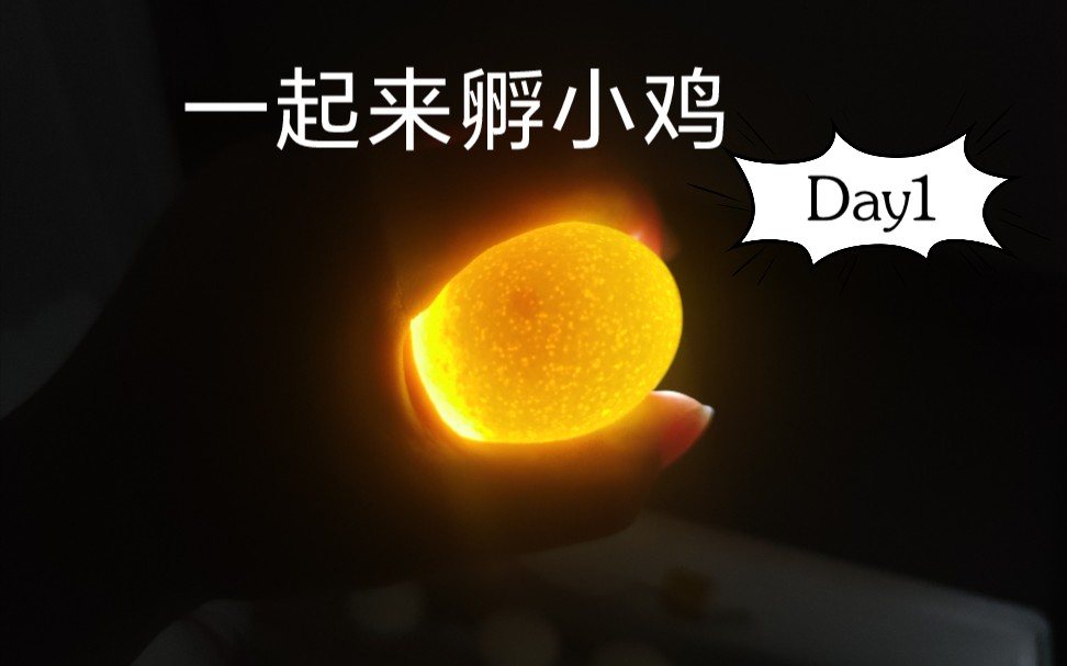 巧虎小鸡_巧虎开动脑筋好吃的鸡蛋糕_巧虎找鸡蛋