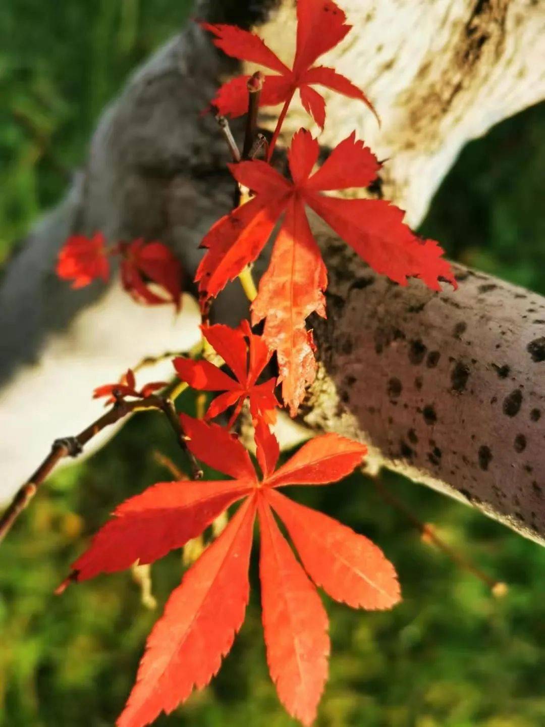 英伦风背景图片_英伦风小碎花背景图_英伦风背景图ppt